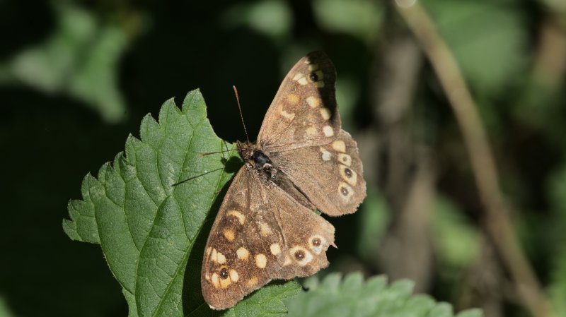 PAPILLON. TIRCIS sur feuille d'ortie. Chemin de biodiversité à Fay. LISE JALOUX